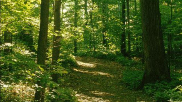 Sacred Grove
